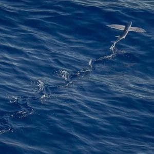 Produk Pakaian Murah 3